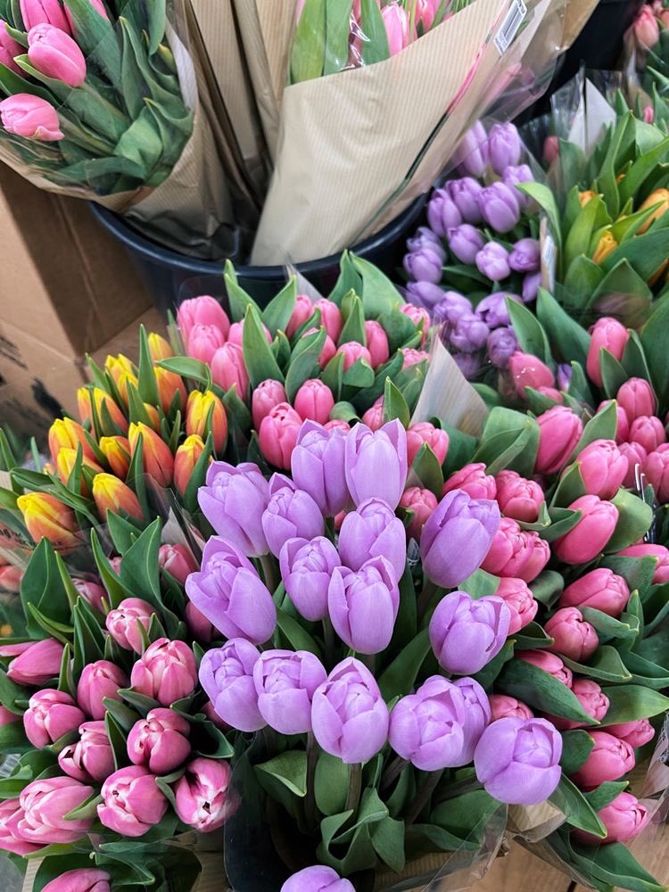 obsessed with tulips.