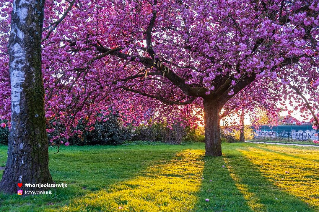 📷 Foto: Luuk Nouwens
🔎 instagram.com/fotovanluuk/
♥ 𝗭𝗲𝗹𝗳 𝗲𝗲𝗻 𝗺𝗼𝗼𝗶𝗲 𝗳𝗼𝘁𝗼? 𝗚𝗲𝗯𝗿𝘂𝗶𝗸 #hartjeoisterwijk

-
#nederland #oisterwijk #noordbrabantdichterbij #visitnetherlands #oisterwijksebossenenvennen #visitbrabant #naturephotography #nature #netherlands