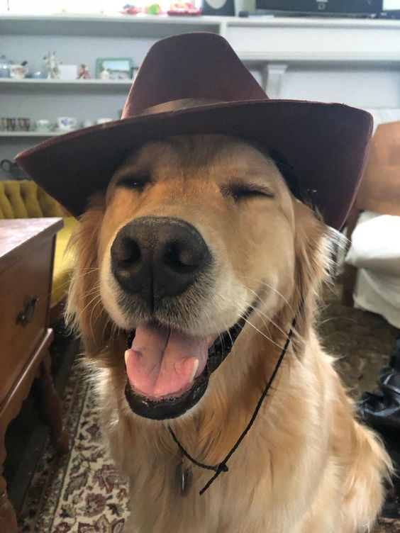 Ele é um cAUboy kk