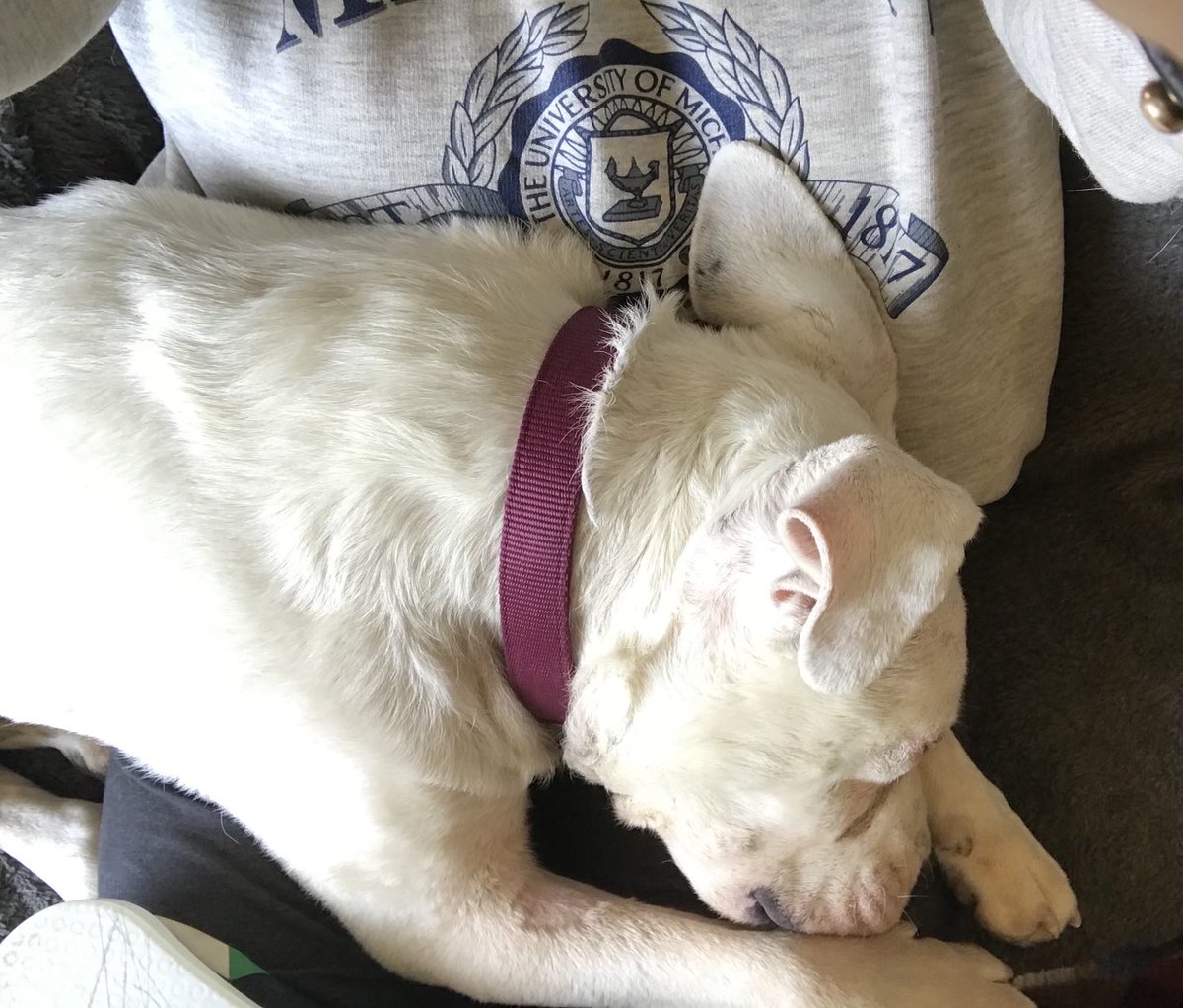 A 65-pound deaf dog has fallen asleep on my lap, and I can’t get up.