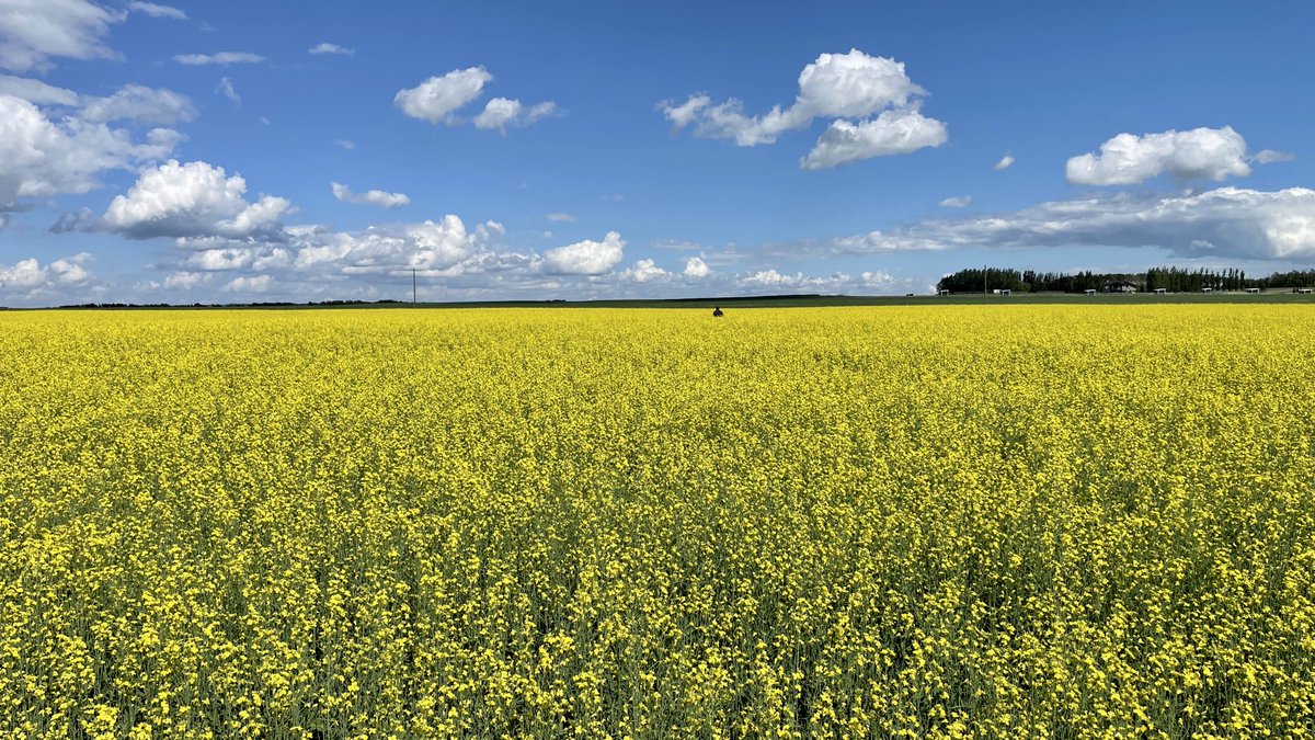 SeedMasterMfg's tweet photo. Save up to $30/acre? Being the #CanolaMaster is all about giving you the best ROI you can get from a seeding system. The near-zero mortality & planter-like singulation with UltraPro means you seed canola at the lowest rates to achieve your target plant count. https://t.co/18CMvcrUjR