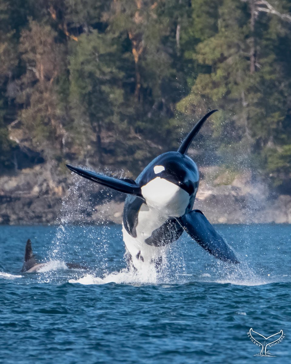 ThePWWA's tweet photo. There's a reason T019B "Galiano" has such a fan following! This big guy took to the skies near San Juan Island on Friday evening. 🤩
📷: Bethany Shimasaki, @orcawhalewatch
#biggskillerwhales #biggsorcas #biggsarethebalance #springwhalewatching #salishsea #pwwa https://t.co/SubvqDLhOU