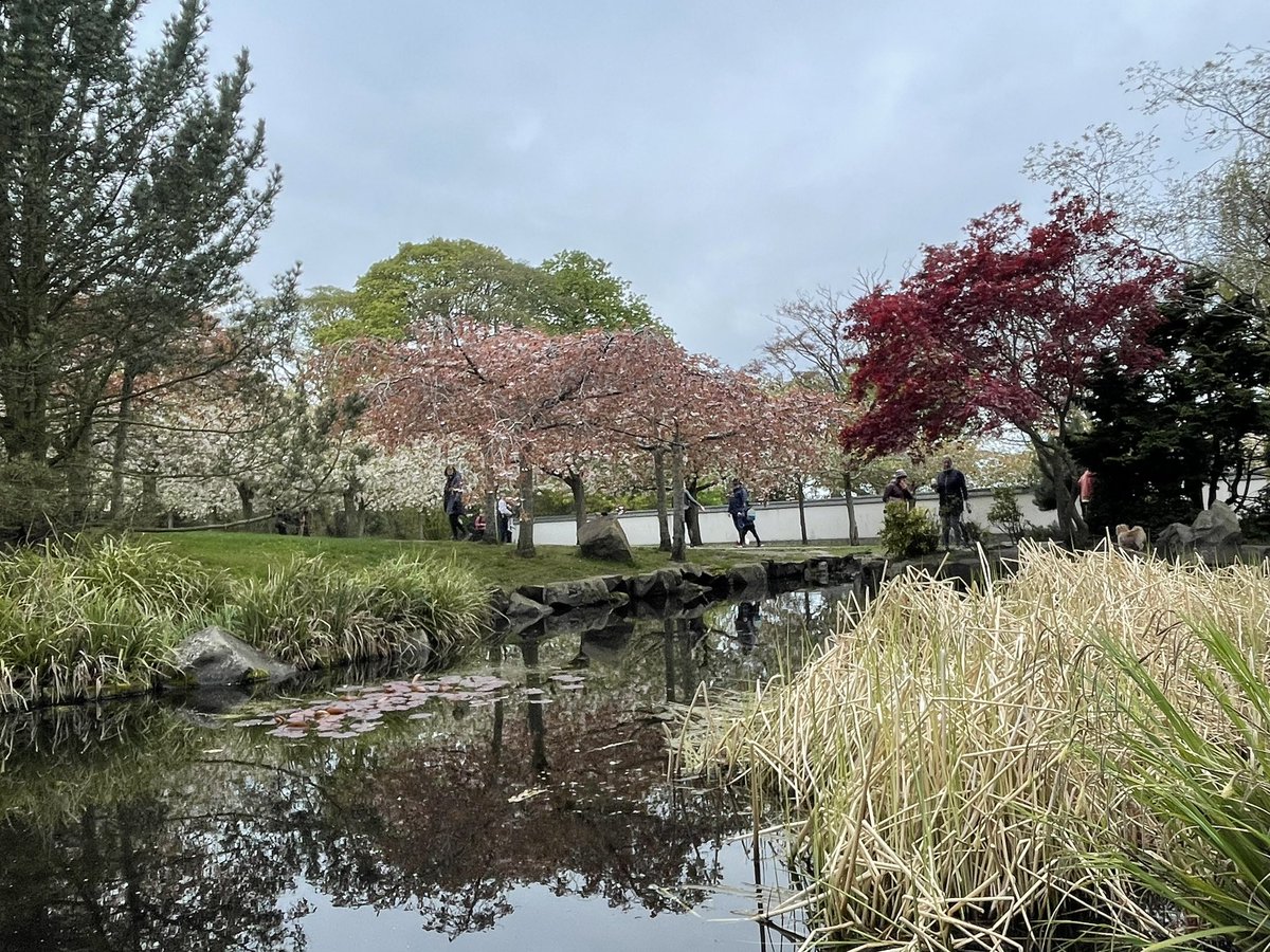 When you take the dog out for a restful walk and he falls headfirst into the koi pond at the Japanese Garden of Friendship 🤦🏽‍♀️ (no pictures of the actual dunking)