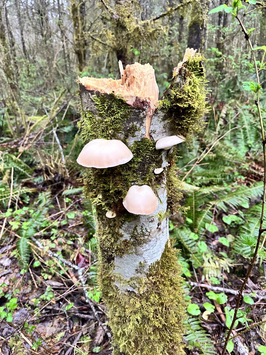 Great Lakes Fungi 🍄 on Twitter "RT Kestrel_Rose Very easy to