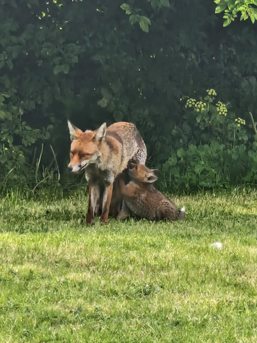 JuliePearse1's tweet photo. #FoxOfTheDay https://t.co/r9ACopsqEn