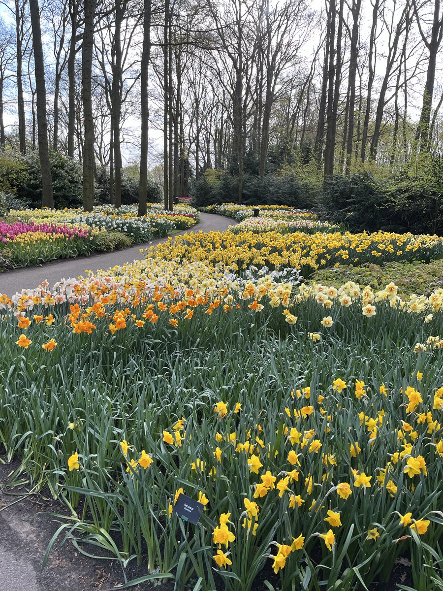 shopshi's tweet image. Paul and Linda’s trip to Amsterdam #JoyinSpring#ChronicLife #Grateful