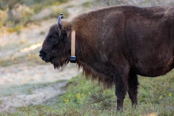 Zephyr Project tweet media