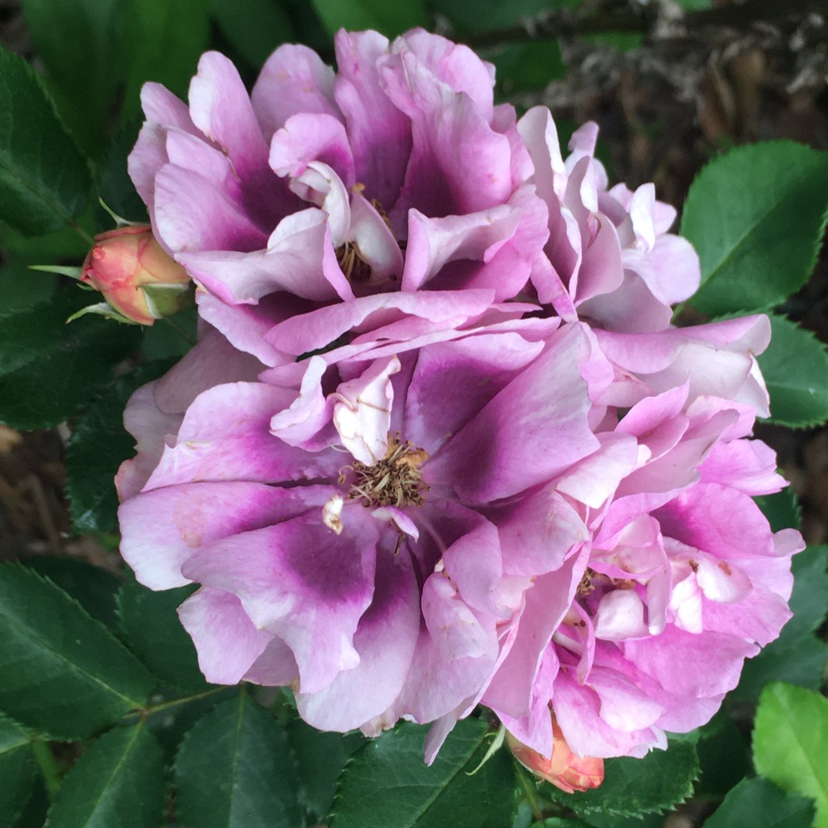 Today is a good day for flowers.
