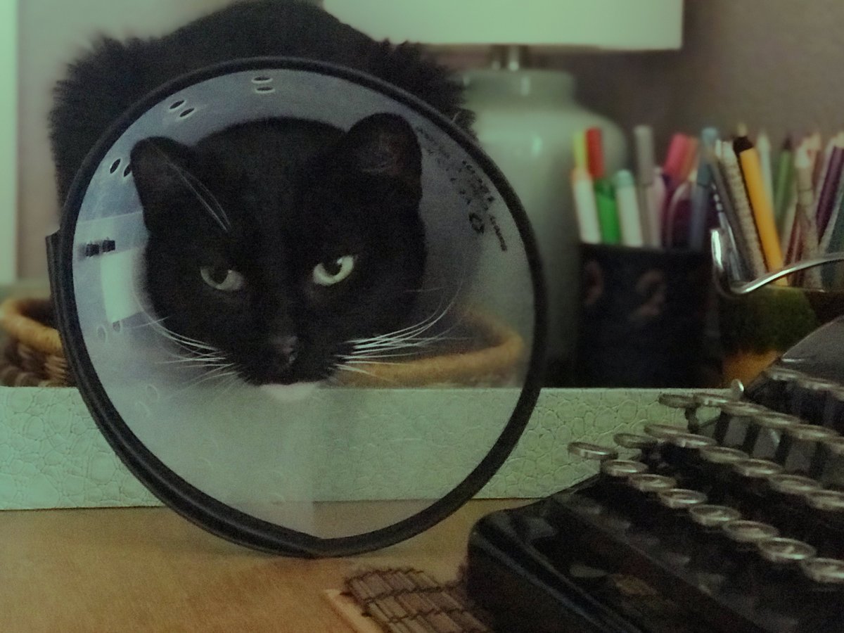 LokiCat91's tweet photo. Thank you! #tuxedocat #CatsOfTwitter #Catswithcancer https://t.co/sHOH3Scoxz