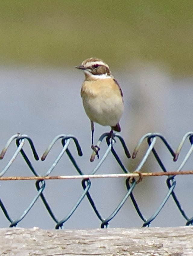 Selsey Birder tweet media