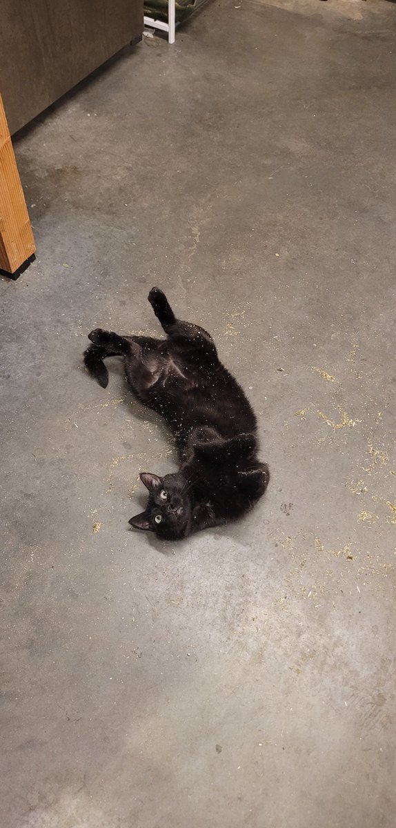 CoonPrincess's tweet photo. @ShouldHaveCat https://t.co/99x17hqokt