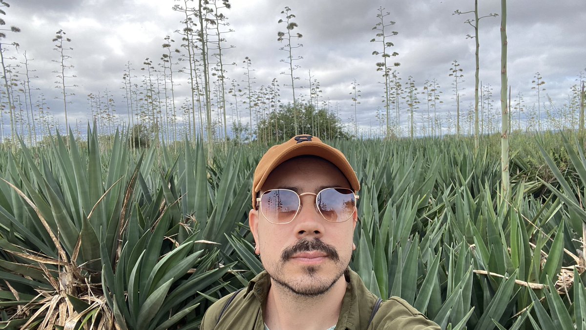Agave field