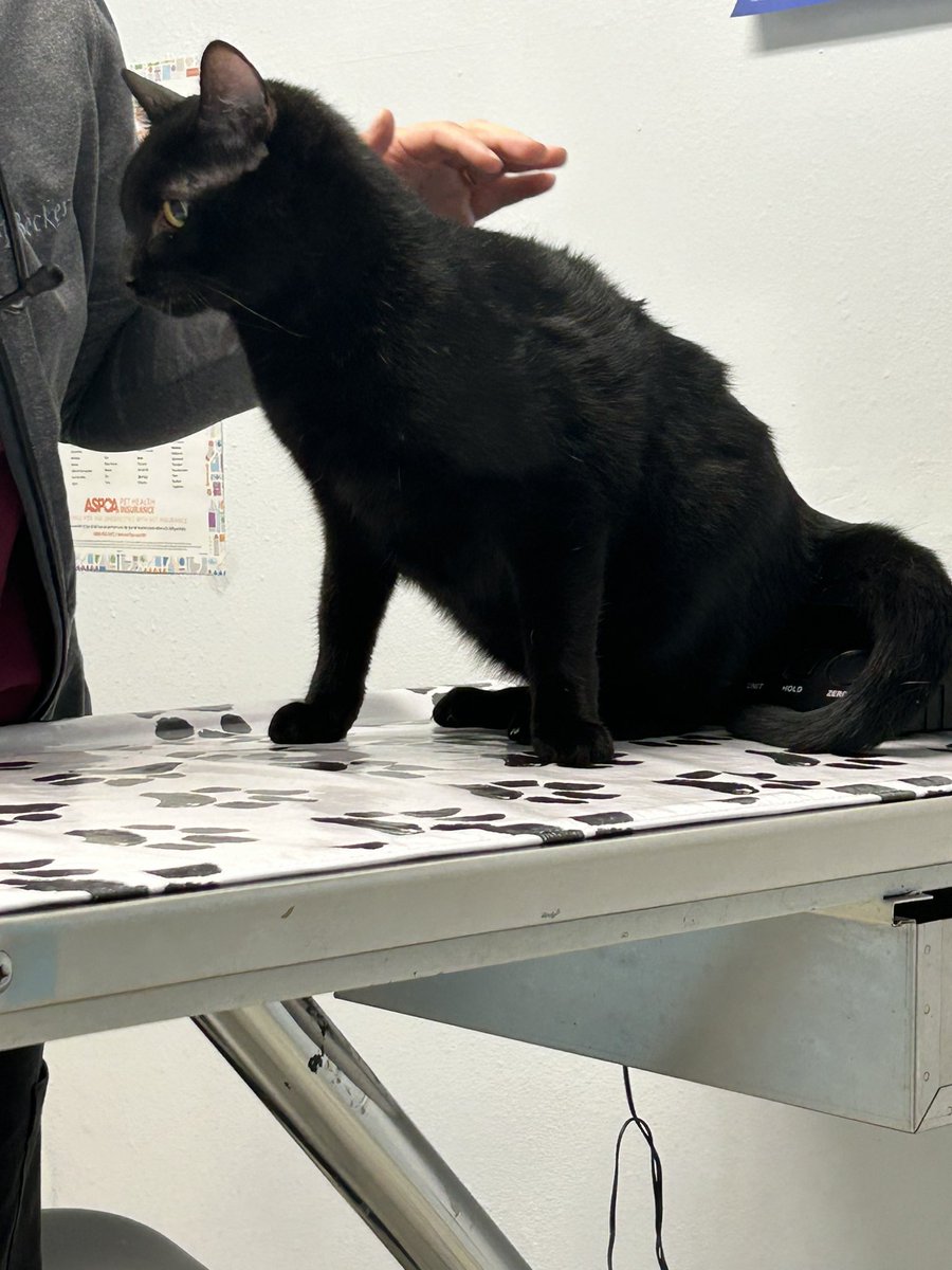 AtticusAtticCat's tweet photo. Dis is me going to the V.E.T. #AtticusTheAtticCat https://t.co/RGRQsO8R6l