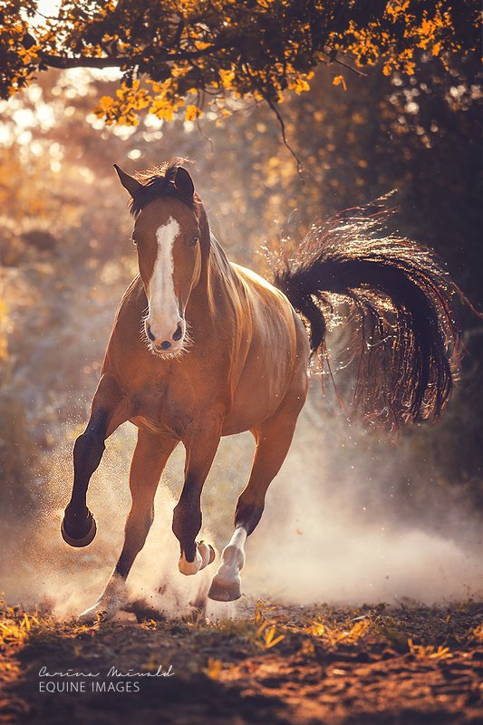 <a href="/MarcelFranko1/">🇩🇪</a> Dir auch einen schönen Abend und 💫 🌛🌙🍀🐎🐎🐎🐎