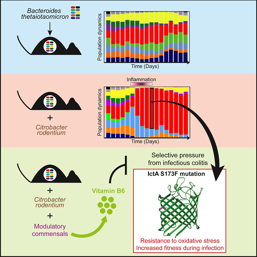 cellhostmicrobe's tweet photo. Infection leaves a mark on #microbiome. @Goodman_lab show #gut commensals can respond to transient infection through mutation & selection. Infection-induced selective sweeps replace existing #commensal populations w/inflammation-adapted variants https://t.co/GDU35ASVBc https://t.co/ML0wZEhkF1