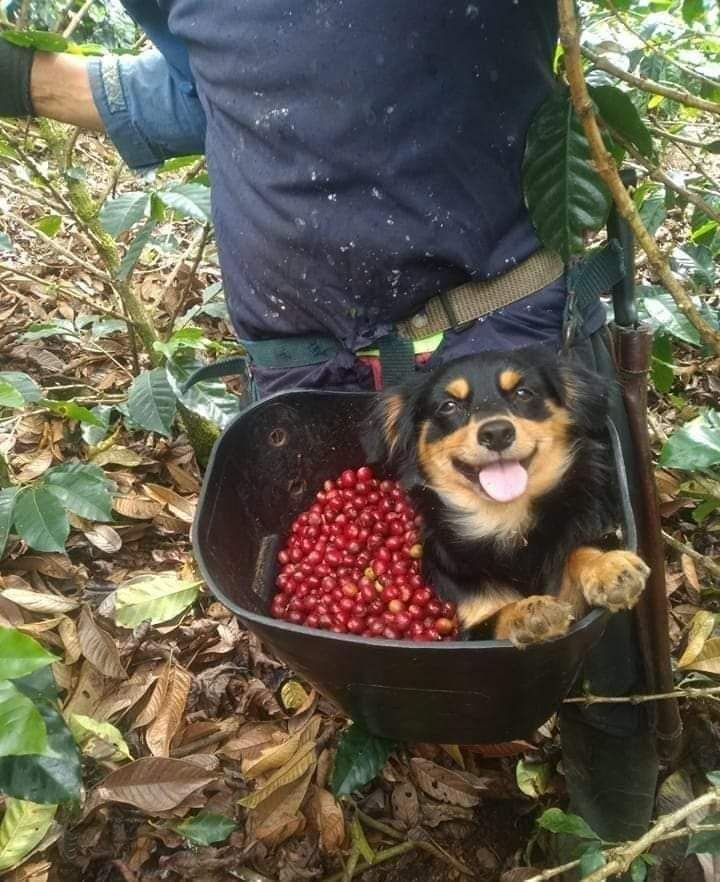 El Firulais también trabaja duro: