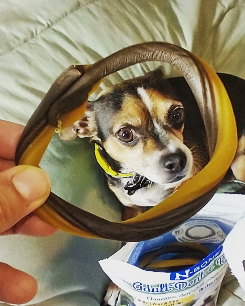 luciana_peter1's tweet photo. #tryitsampling @npicpet  They keep my chihuahua super busy, and they have made a noticeable difference in his teeth. I like that this treat is quite long-lasting, is natural, and seems to be of high quality.  I'd recommend these for your pet.  @Bazaarvoice
https://t.co/eLxCmbOWv7 https://t.co/DM2xnYPLwx