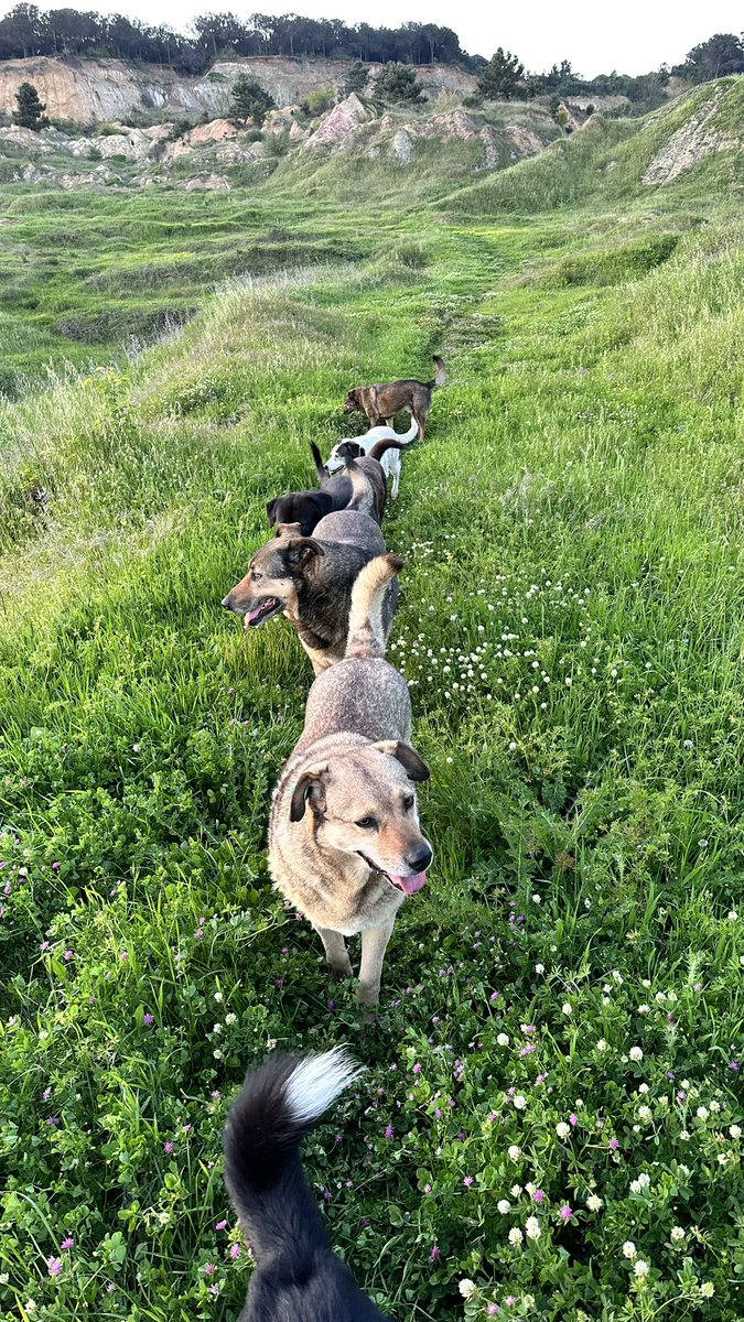 Badiko_'s tweet photo. Akşam üzeri mahallenin başı bağlı köpeklerinin bir kısmı ile ormanda 2 saat yürüyüş yaptık hep beraber .. Nasıl uyumlu, tatlı ve sevgi dolular baksanıza ❤️❤️❤️ 
Gerçekten de ne ekerseniz onu biçersiniz şu hayatta, hiç şaşmaz... https://t.co/aG0kefq35x