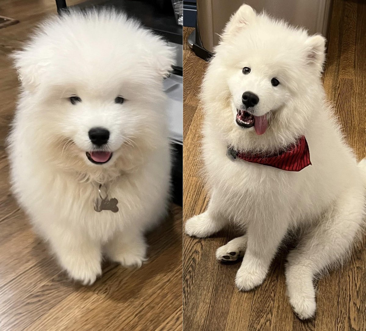 Pics taken 10 weeks apart! They grow so fast… #dogsoftwitter #Samoyed UKDogOwner.co.uk/dog-breeds/Sam…