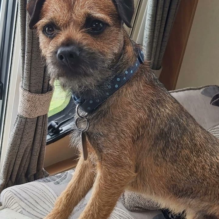 Barney the BT tweet media
