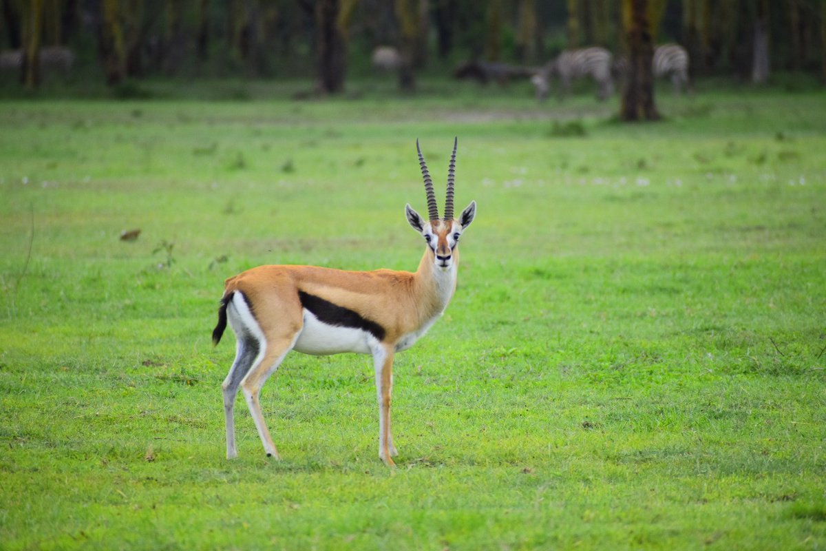 CameraSafarisKE's tweet photo. 📷Thomson's Gazelle (Eudorcas thomsonii). Thomson's Gazelle is named after the Scotish explorer Joseph Thompson; he was the first European to explore several regions of Eastern Africa and the first European to note the existence of Lake Baringo. #kenya #africa https://t.co/SD0vvrJ1rg