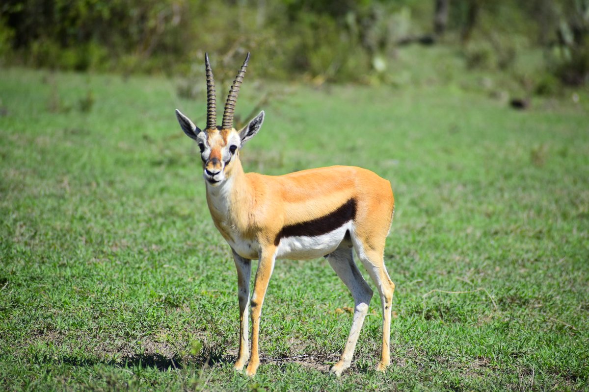 CameraSafarisKE's tweet photo. 📷Thomson's Gazelle (Eudorcas thomsonii). Thomson's Gazelle is named after the Scotish explorer Joseph Thompson; he was the first European to explore several regions of Eastern Africa and the first European to note the existence of Lake Baringo. #kenya #africa https://t.co/SD0vvrJ1rg