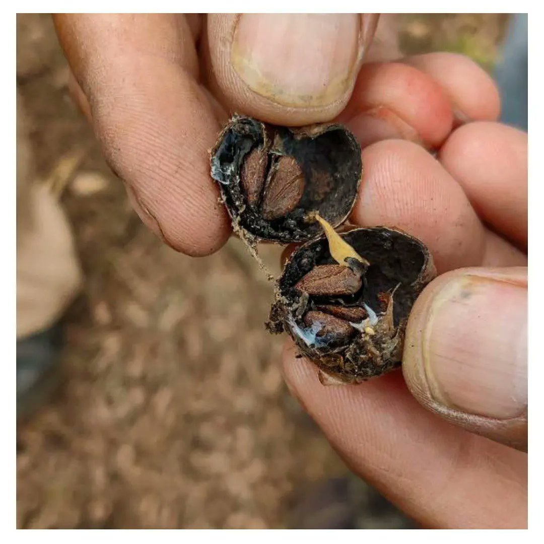 afforestt's tweet photo. Seed collection in the central ridge in Delhi for our nursery in the region. Super awesome experience, where we are always in awe of nature..
#centralridge #delhi #seedcollection #indigenous #Afforestt #NativeWildForever https://t.co/C9CGBhEOXu