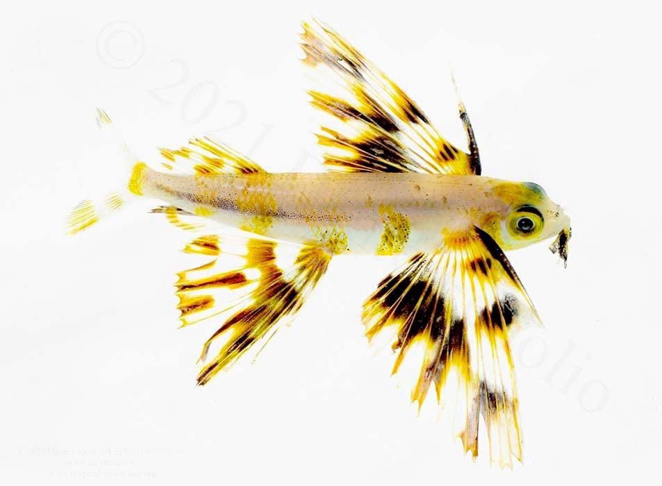 Danté Fenolio, Ph.D. on X: A juvenile Atlantic Flying Fish