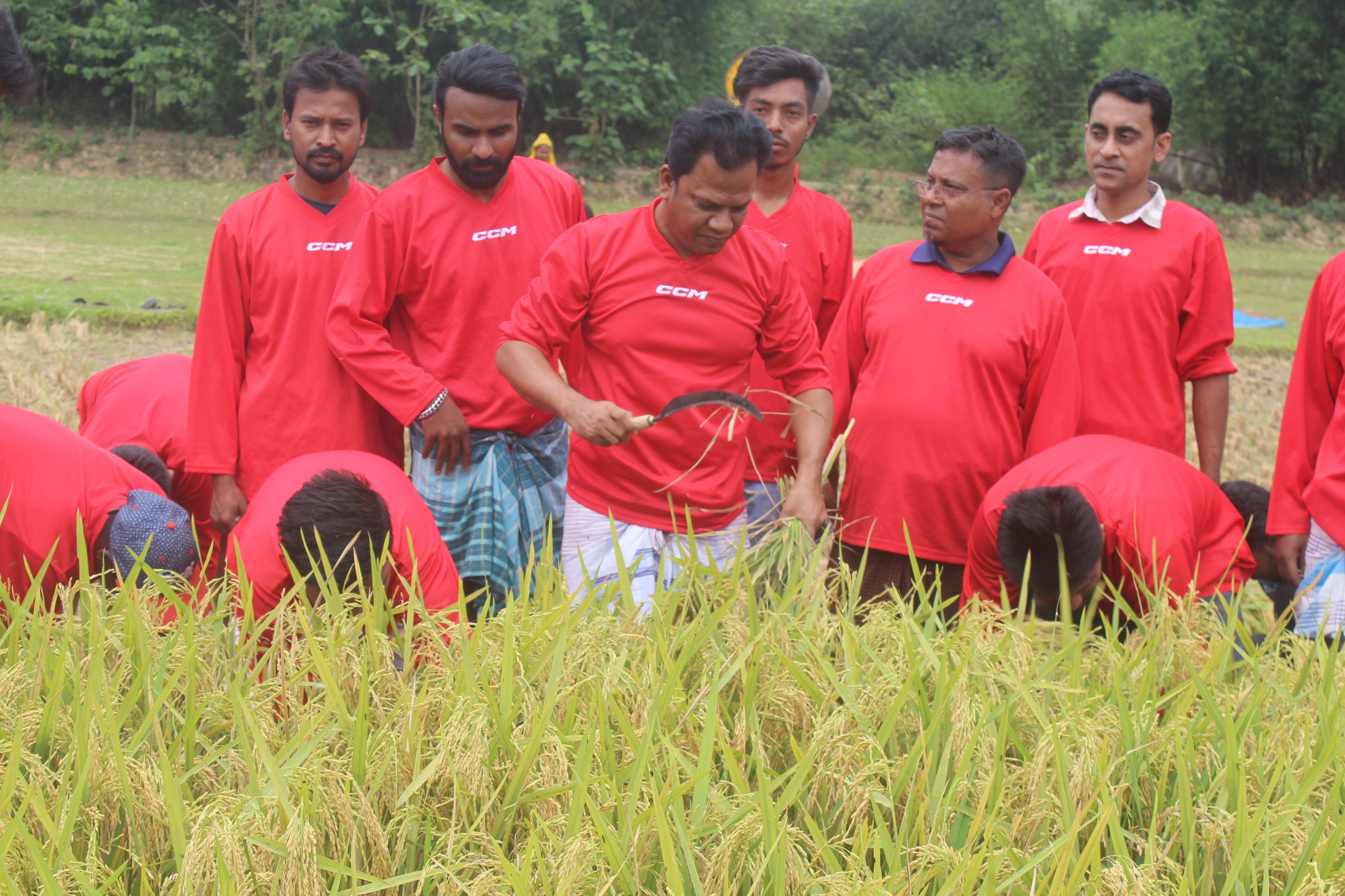 কালিয়াকৈরে কৃষকের ধান কেটে দিলেন যুবলীগ
