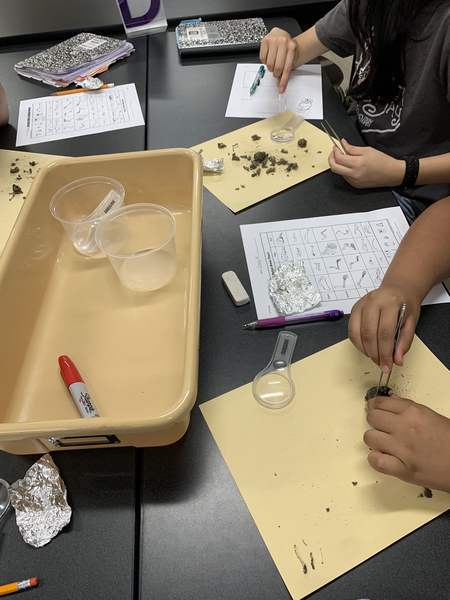 Mrs. Harbour (@eveharbour) on Twitter photo Owl pellet dissection in science lab with <a href="/mrs_ferraroGE/">Emily Ferraro</a> <a href="/Golbowtweets/">Golbowtweets</a> Owl pellet dissection in science lab with <a href="/mrs_ferraroGE/">Emily Ferraro</a> <a href="/Golbowtweets/">Golbowtweets</a>