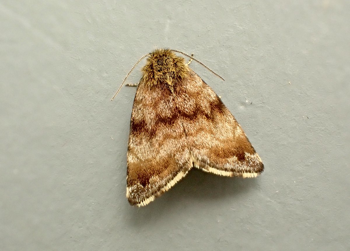 Moth du jour: Small Yellow Underwing (Panemeria tenebrata). Easily attracted to my garden with a Summer Fruit Tortrix pheromone lure. #TeamMoth #GlosMoths