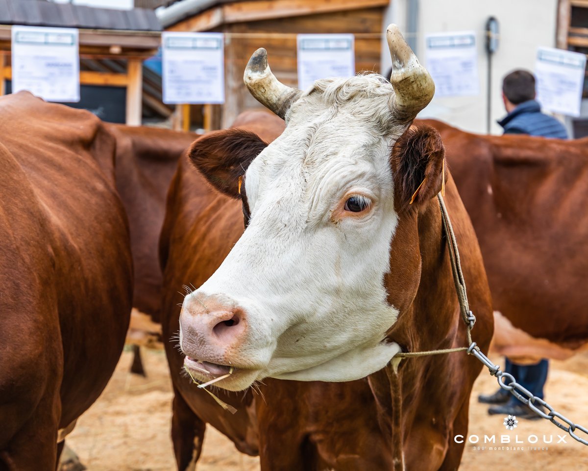 combloux's tweet image. 2ème édition du Comice Agricole du Pays du Mont-Blanc à Combloux 😍

#combloux #comiceagricole #agriculture #montagne @RadioMontBlanc @RedactionRMB @Dep_74
