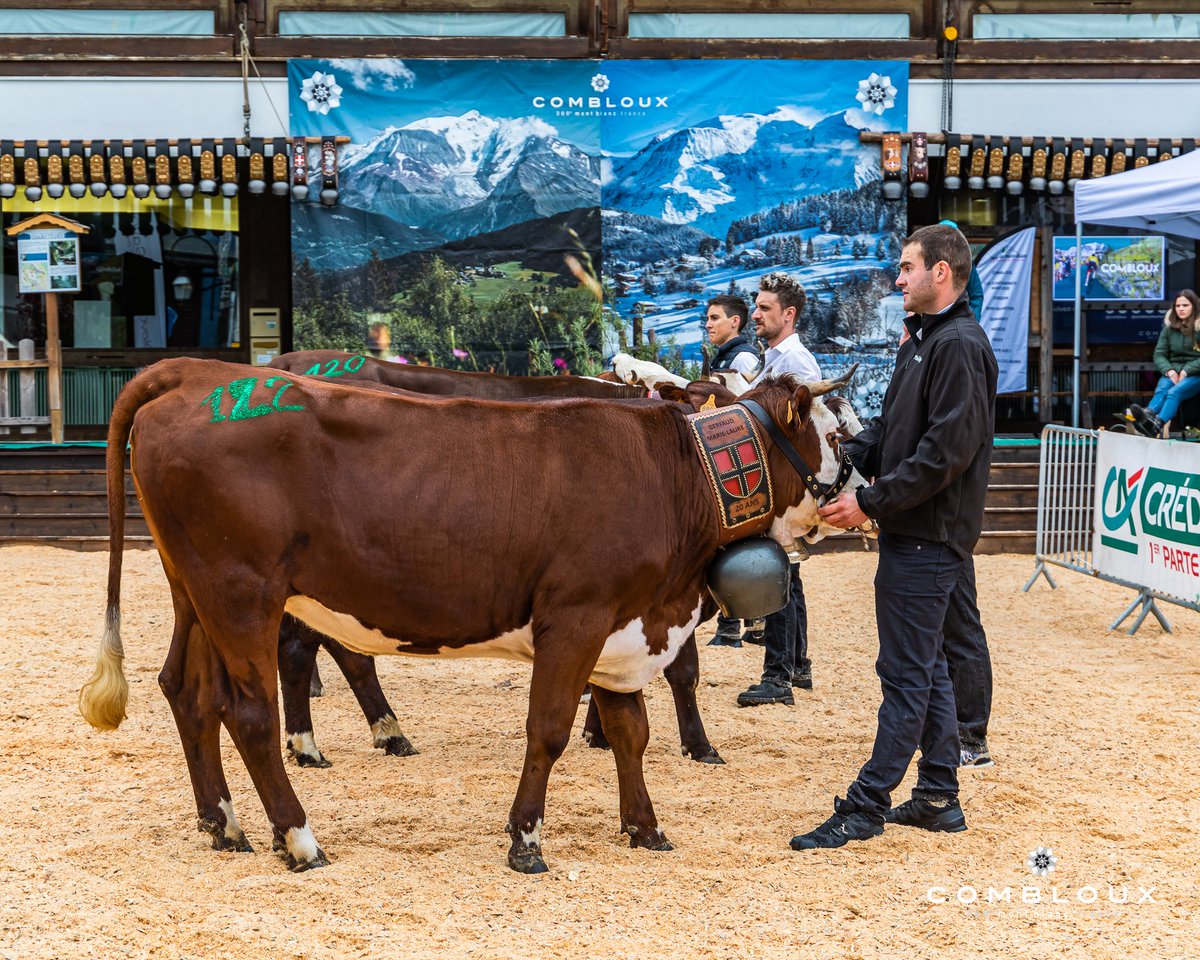 combloux's tweet image. 2ème édition du Comice Agricole du Pays du Mont-Blanc à Combloux 😍

#combloux #comiceagricole #agriculture #montagne @RadioMontBlanc @RedactionRMB @Dep_74