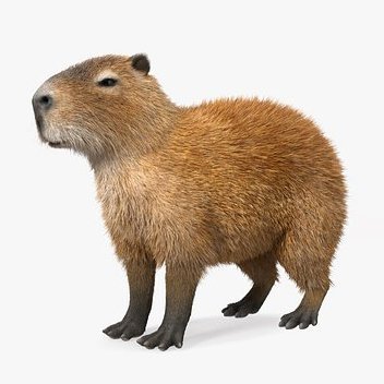 Capivara png