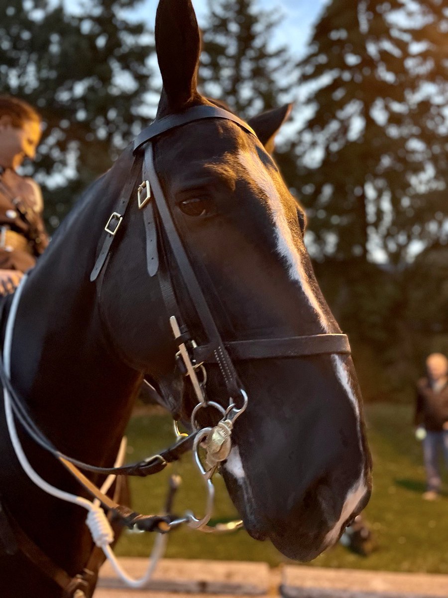 TPSMounted's tweet image. #PHFirstResponder would like to thank all his teammates in this awesome city @Toronto_Fire @TorontoMedics @TorontoPolice on #NationalFirstRespondersDay thank you for your dedication and your service #teamwork #toronto #policehorse #mounted