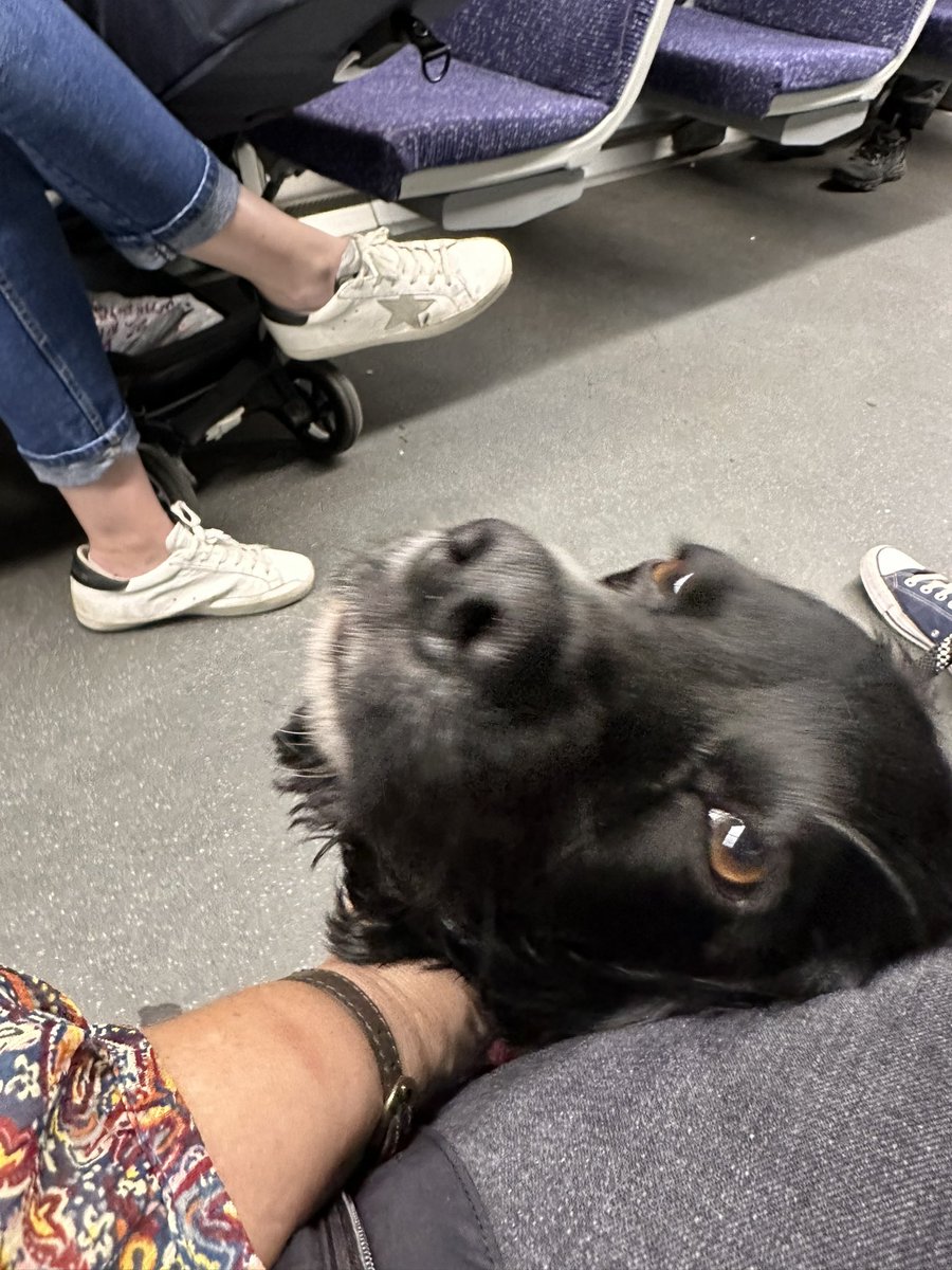 StephLeTissier's tweet photo. Nothing like a strangers dog on the train to make you feel loved… #feelingloved #dogs #fuzzyfeeling ❤️❤️ https://t.co/QZCaAN6XQz