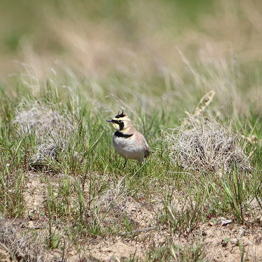 birdhouse_love's tweet photo. My husband is in Utah, earning his paragliding certification, and snapped pics of this streaked horned lark!
#streakedhornedlark #hornedlark #streakedhornedlarks #larks #lark #utahbirding #draperutah #utah #utahbirds #birding #birdphoto #birdworld #birdlife https://t.co/65yCMR2tVa