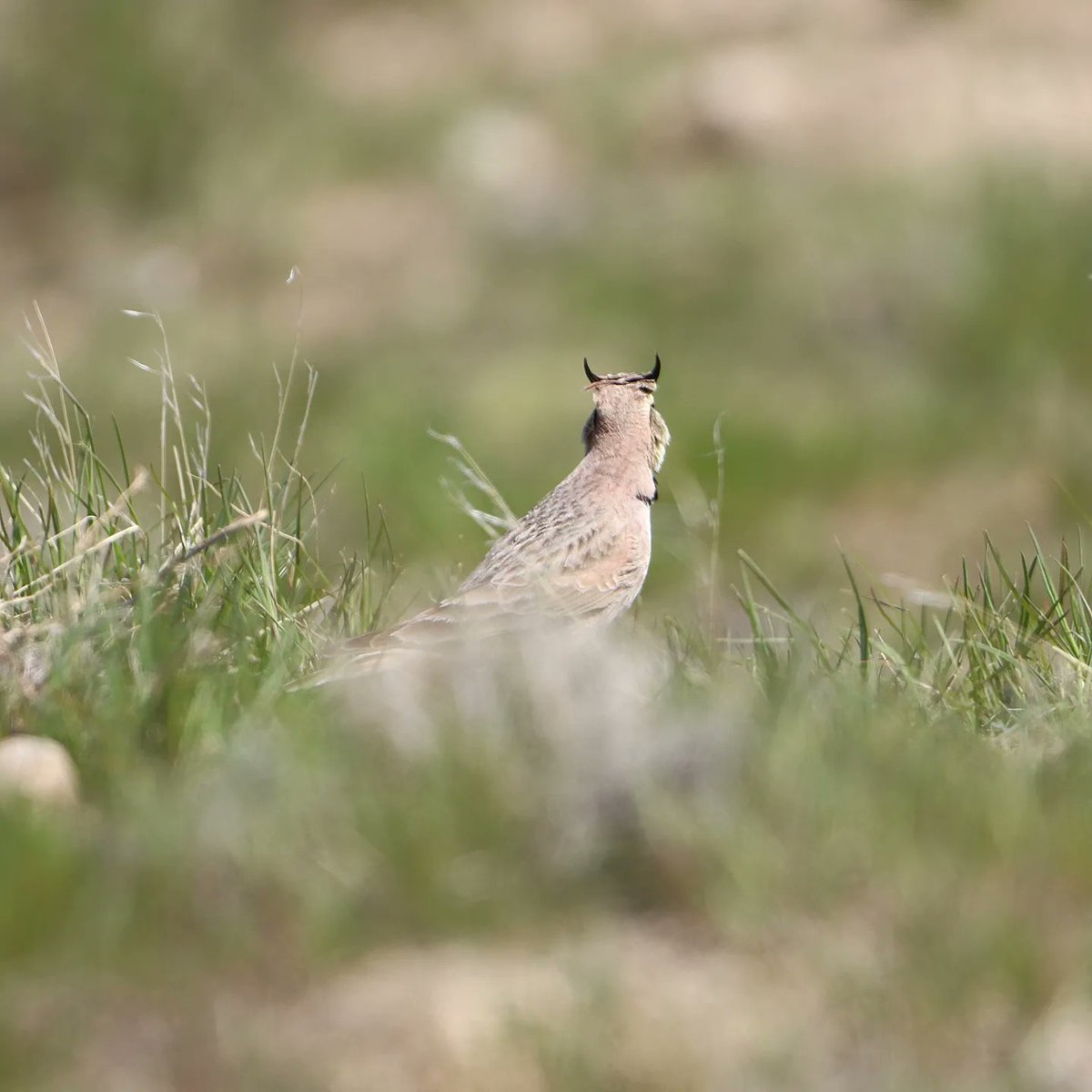 My husband is in Utah, earning his paragliding certification, and snapped pics of this streaked horned lark!
#streakedhornedlark #hornedlark #streakedhornedlarks #larks #lark #utahbirding #draperutah #utah #utahbirds #birding #birdphoto #birdworld #birdlife