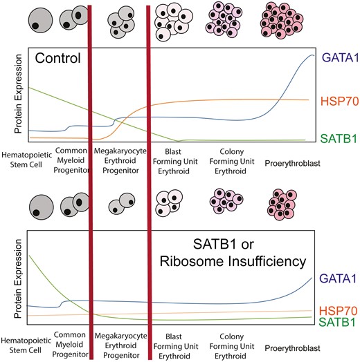 StemCellsJournl's tweet photo. This study continues investigations on the role of #SATB1 in regulation of MEP during human #hematopoiesis. https://t.co/DOXW37gxlz
#DiamondBlackfanAnemia https://t.co/IVDwhpncNy