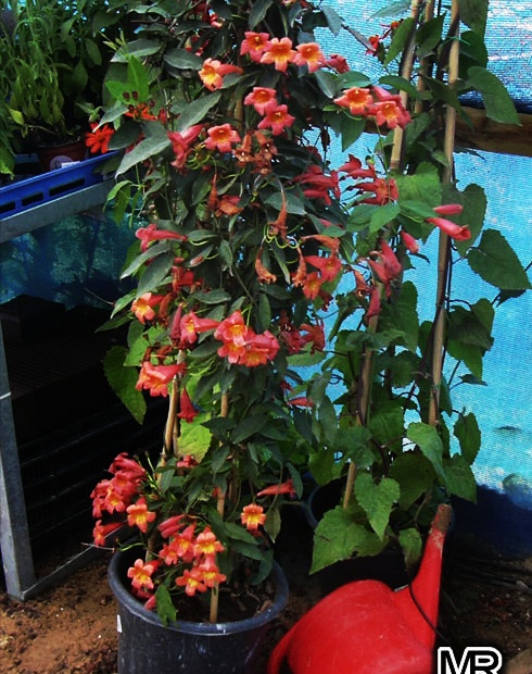 toptropicals's tweet photo. #Bignonia Capreolata - #Crossvine. Fast growing cross-vine with unique leaves. Deep red buds which open to reveal a cheery yellow inside. Tubular unscented flowers appear in late spring. Very cold hardy, easy to grow.
https://t.co/3GWkv2qnHu
#floweringvines
#MondayMotivation https://t.co/0uyKkQZAIy