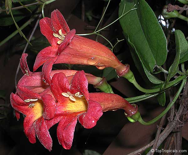 toptropicals's tweet photo. #Bignonia Capreolata - #Crossvine. Fast growing cross-vine with unique leaves. Deep red buds which open to reveal a cheery yellow inside. Tubular unscented flowers appear in late spring. Very cold hardy, easy to grow.
https://t.co/3GWkv2qnHu
#floweringvines
#MondayMotivation https://t.co/0uyKkQZAIy