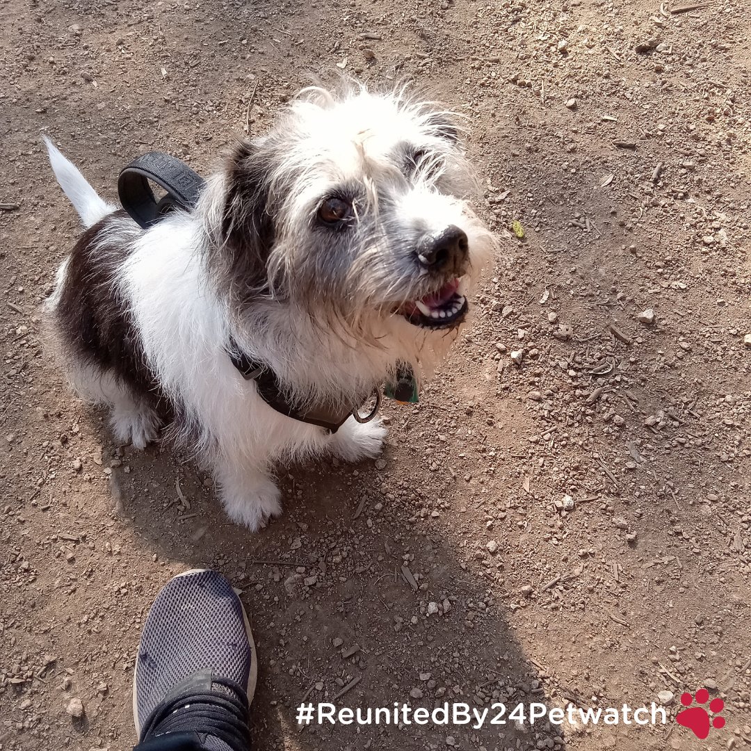 Lost dog found by park employees and a good Samaritan, Steven. Lucky was waiting under a car at the parking lot. Steven took her to Petsmart to check if she was chipped and returned her to her owner.

Richard S
🐾#ReunitedBy24Petwatch