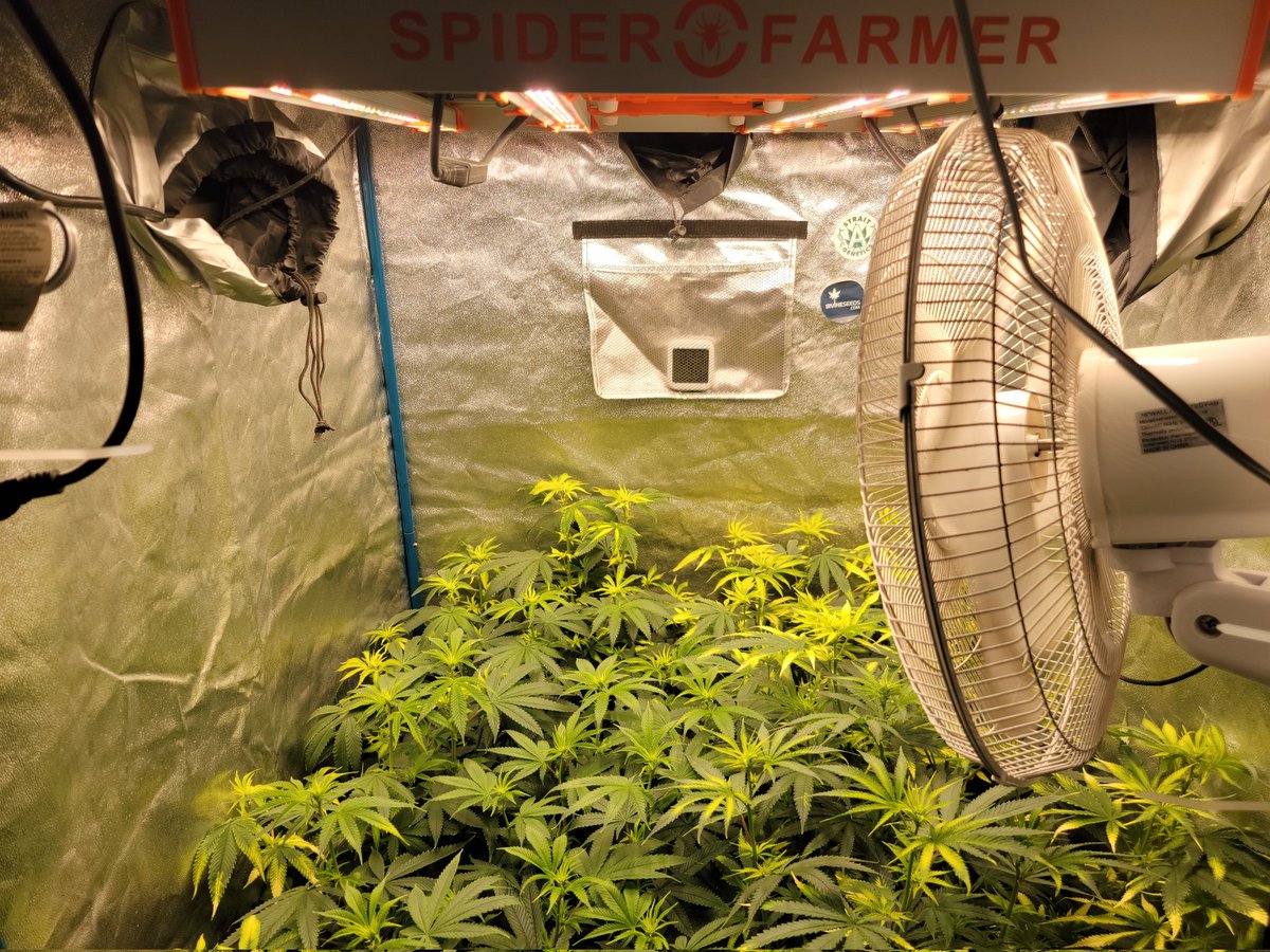 KC_Flower_Power tweet picture
