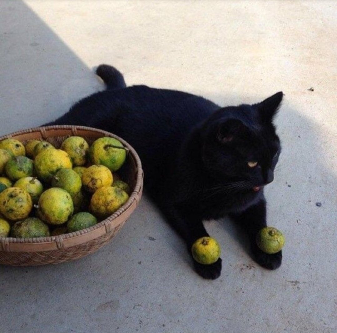 Dont Show Your Cat tweet media