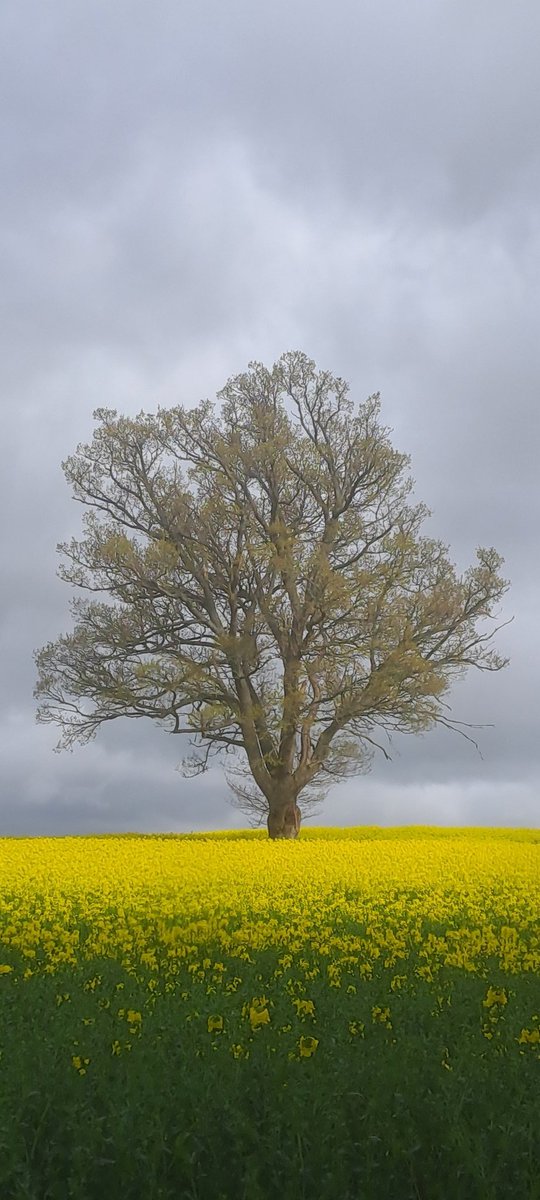 A solitary oak in a field of oil seed rape. The cold weather in the Highlands continues.