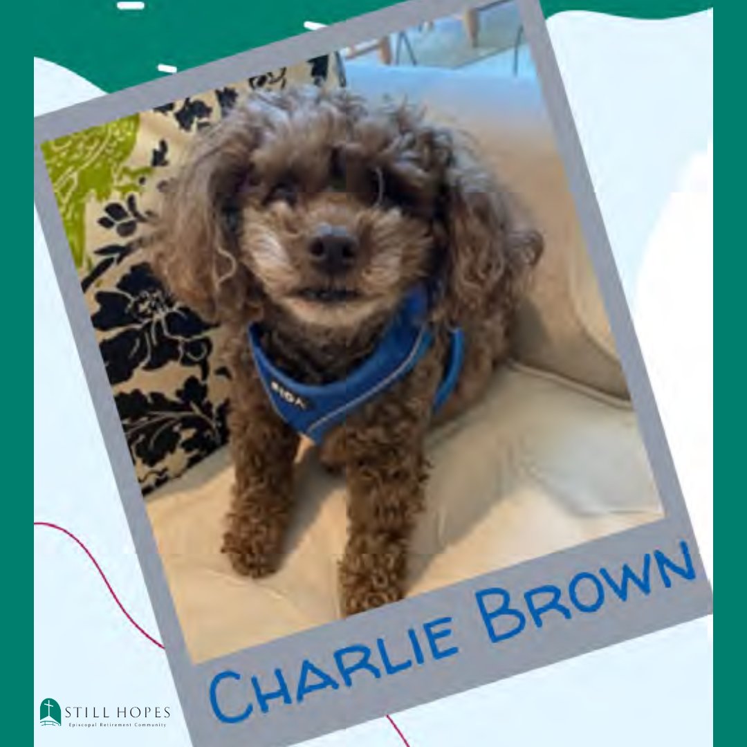StillHopes's tweet photo. Some of our favorite residents are furry! Charlie Brown has never met a stranger, loves to cuddle, enjoys going visiting, and hopes you enjoy #BeKindToAnimals week 🐱 🐕 

Learn more at https://t.co/vs3FX82Sxg https://t.co/0mjIbrMc5k
