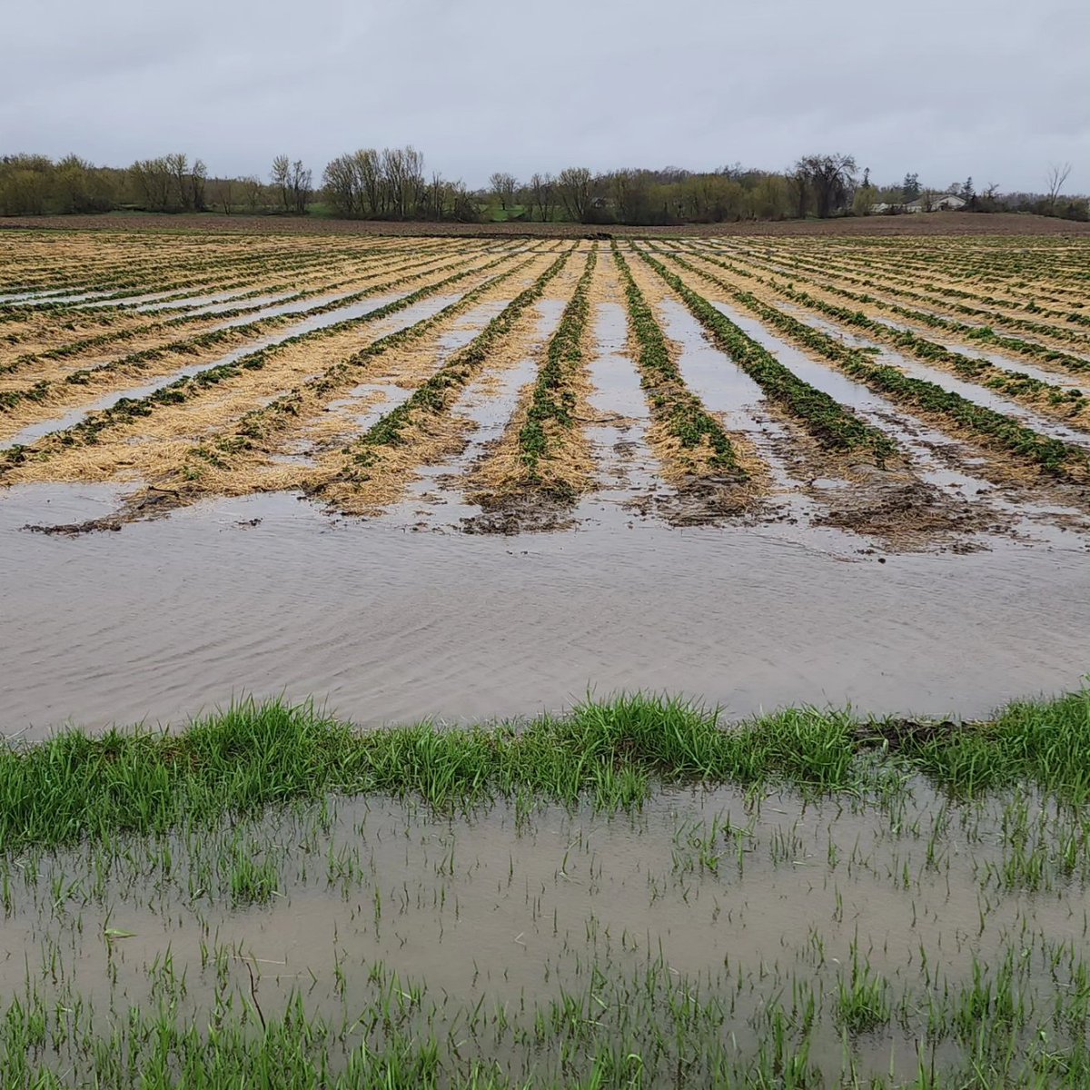 Foster Family Farm tweet media
