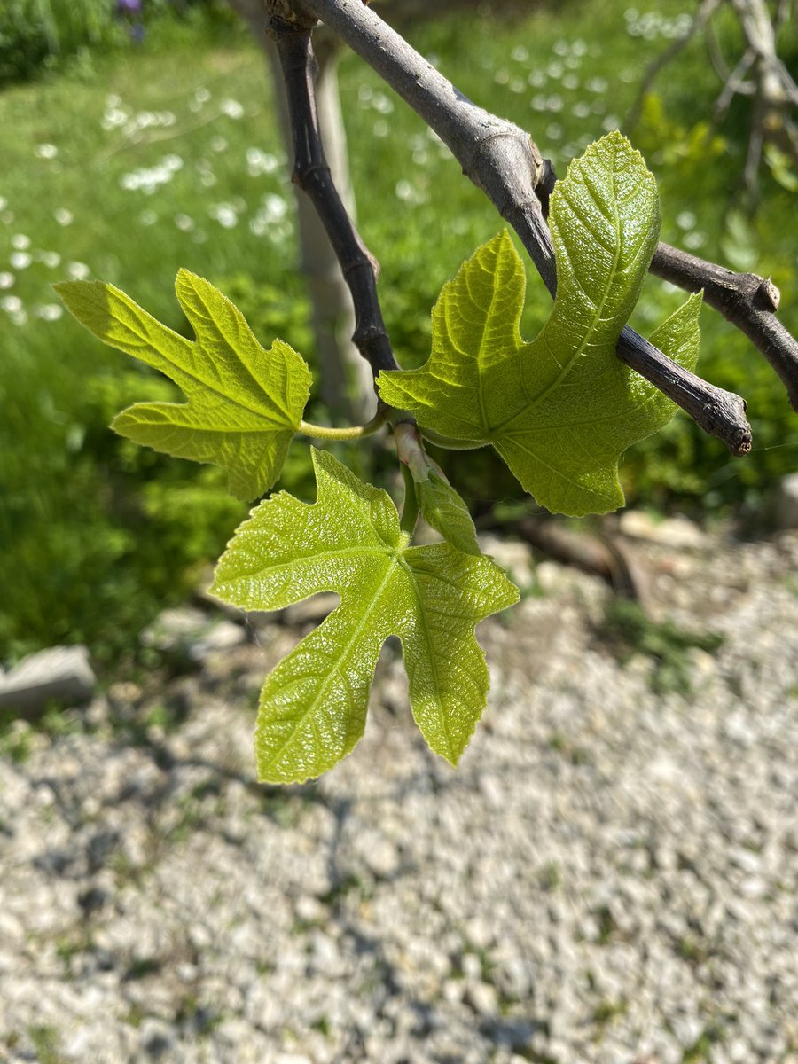 G27Marco's tweet image. #figues en devenir #figuier #fruit #arbre #jardin