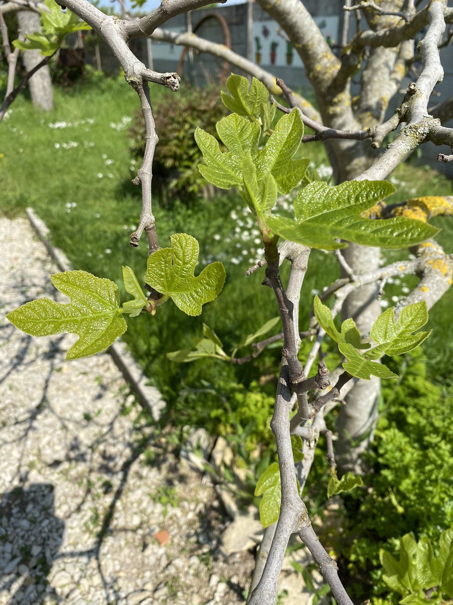 G27Marco's tweet image. #figues en devenir #figuier #fruit #arbre #jardin