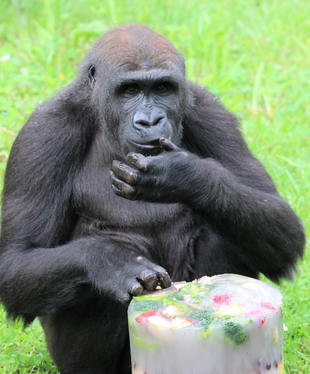 KansasCityZoo's tweet photo. As you turn the page on your calendar to 05-01, we usher in a new holiday: #501cDay!  As a 501(c)(3), the Zoo is able to care for 1,700-plus animals through your generous donations. Today we hope you’ll consider a tax-deductible donation to the Zoo! https://t.co/8FZrU4hQgC. https://t.co/0bYDqNMdo3